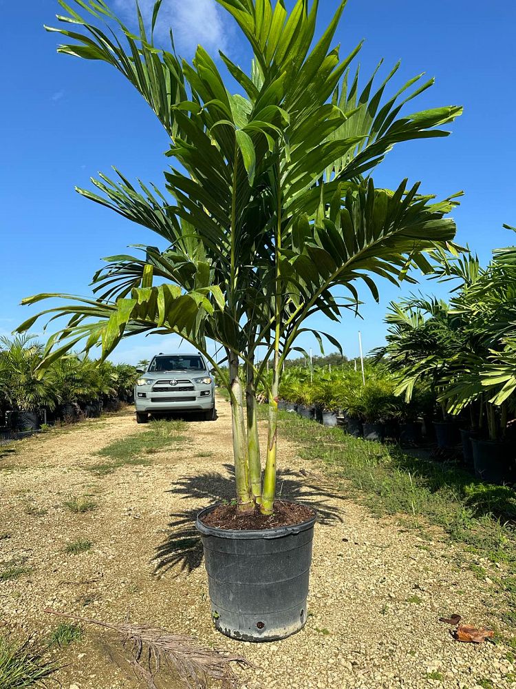 veitchia-merrillii-christmas-palm-adonidia-merrillii