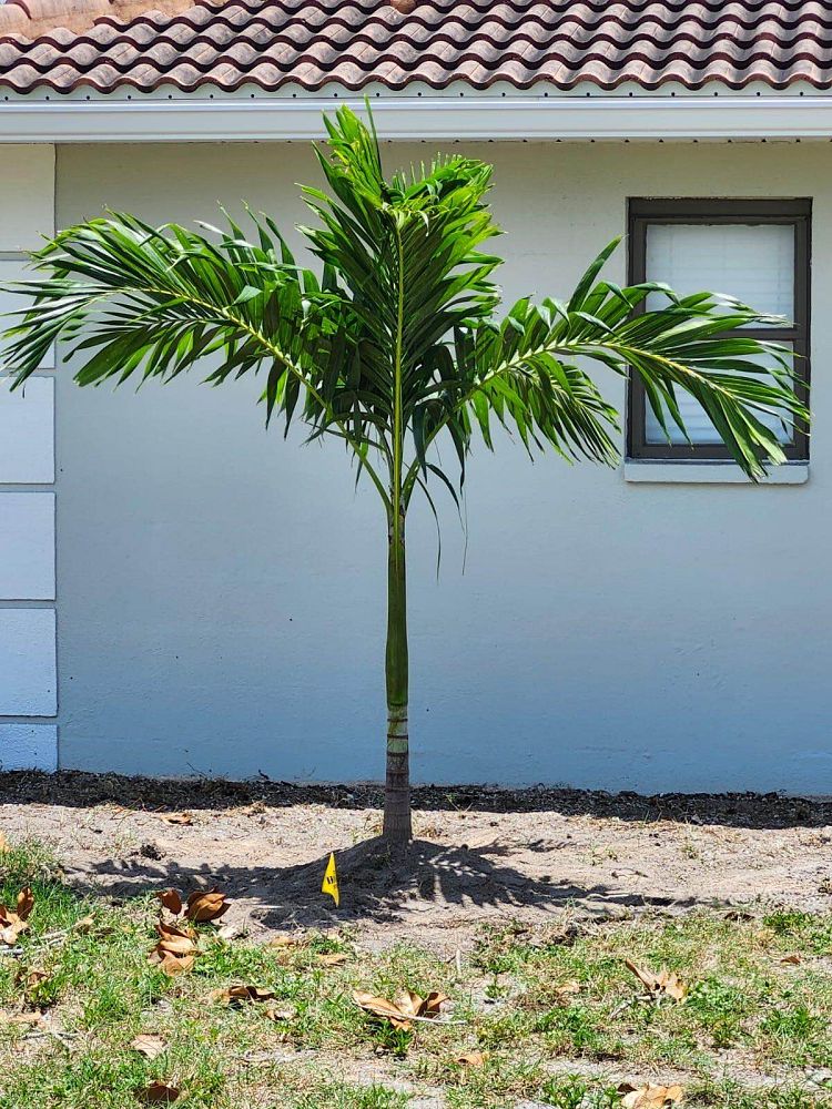 veitchia-merrillii-christmas-palm-adonidia-merrillii