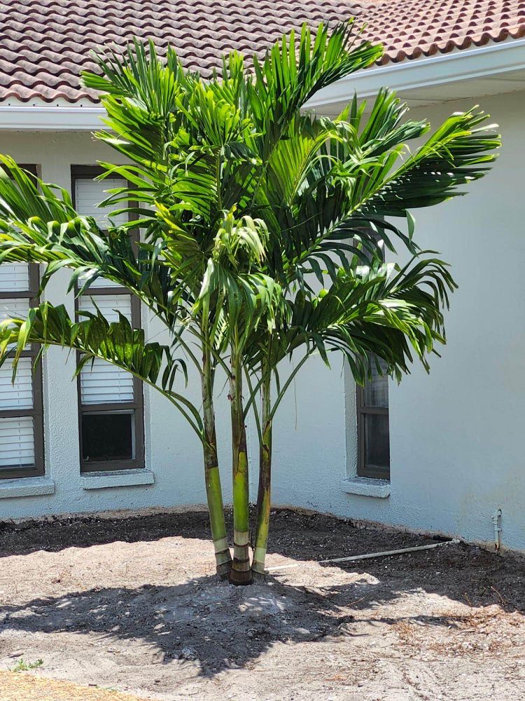 veitchia-merrillii-christmas-palm-adonidia-merrillii