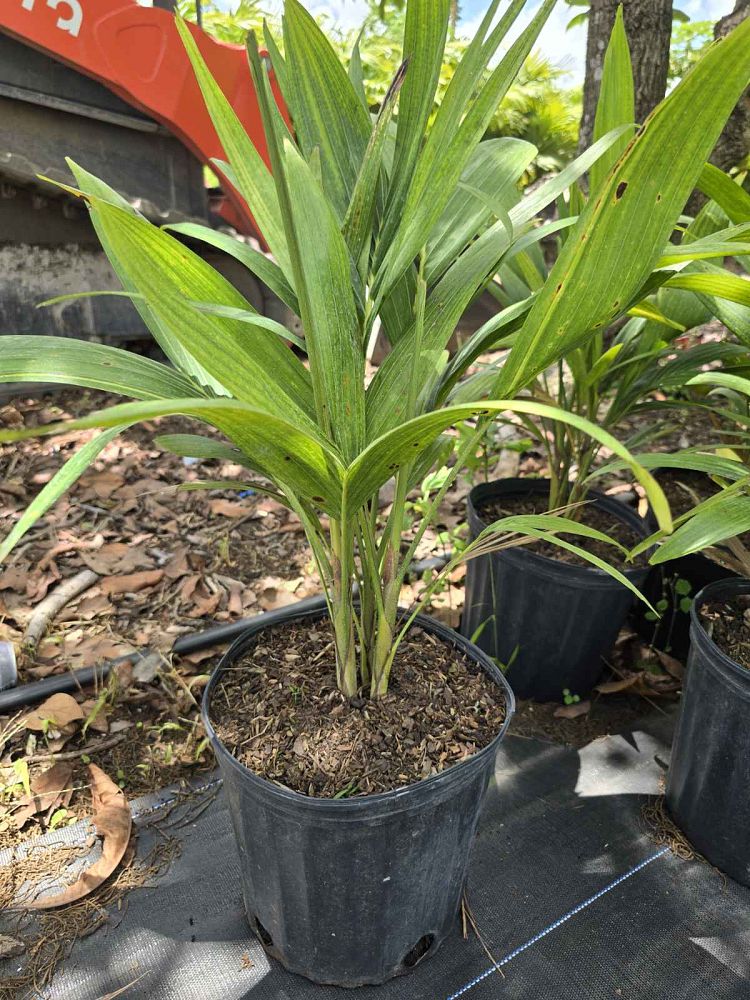 veitchia-merrillii-christmas-palm-adonidia-merrillii