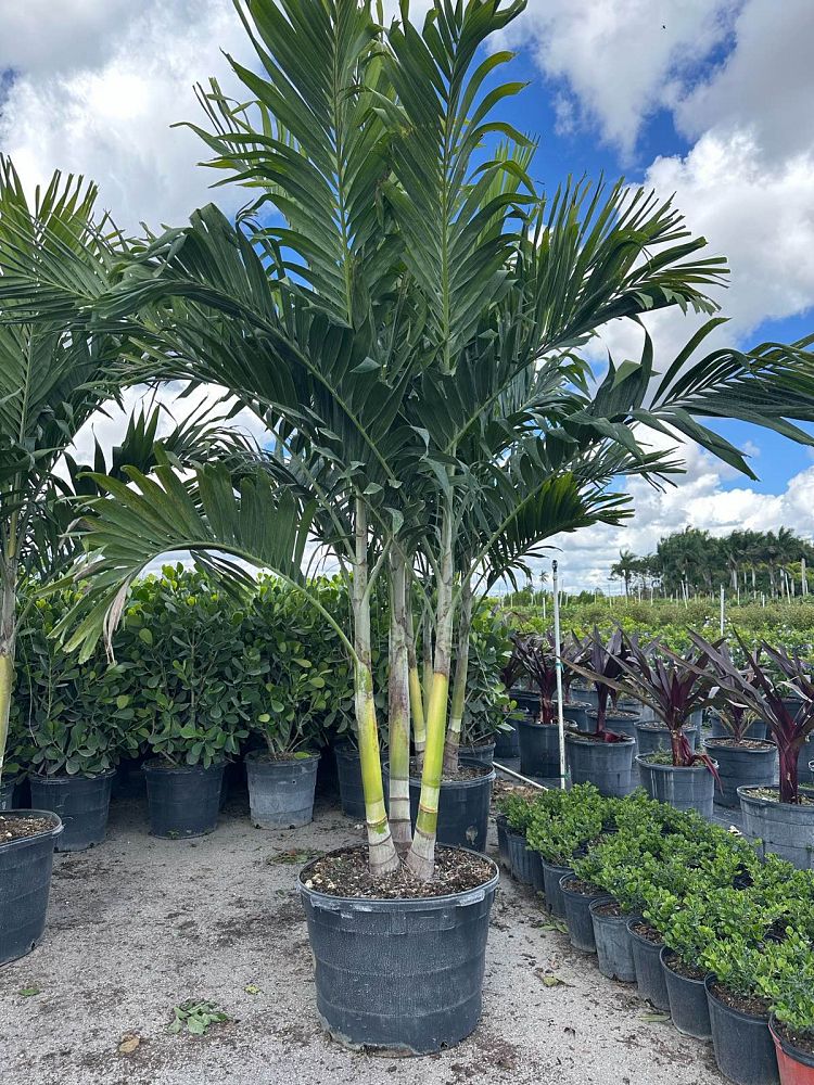 veitchia-merrillii-christmas-palm-adonidia-merrillii