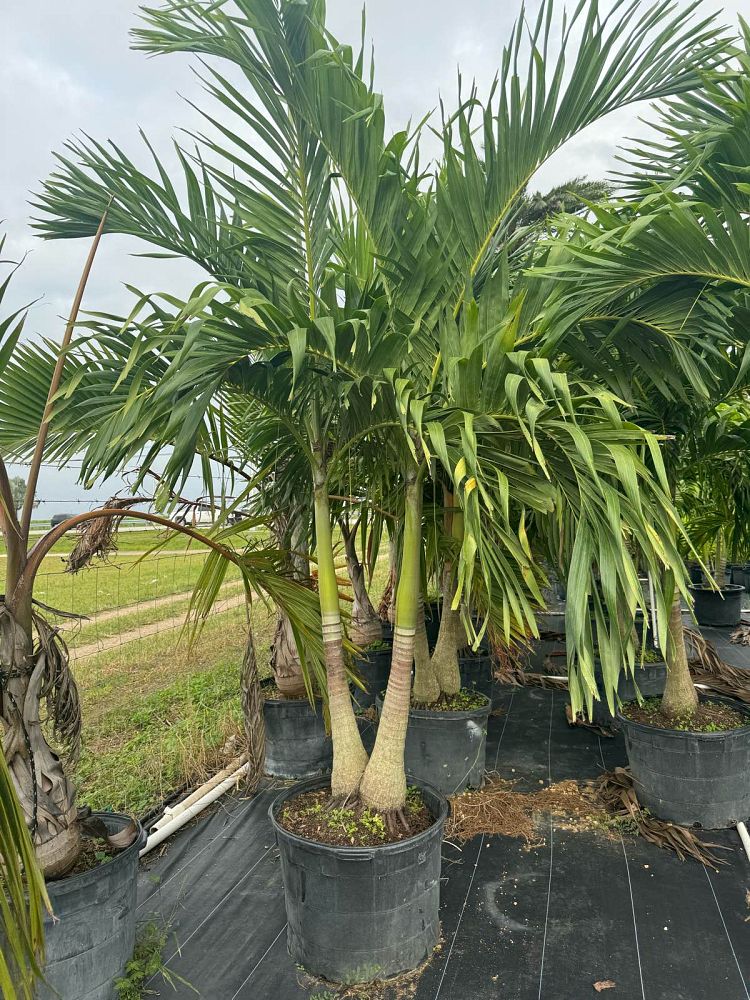 veitchia-merrillii-christmas-palm-adonidia-merrillii