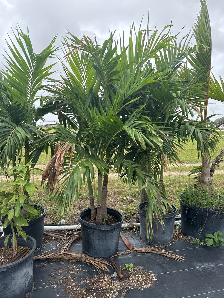 veitchia-merrillii-christmas-palm-adonidia-merrillii