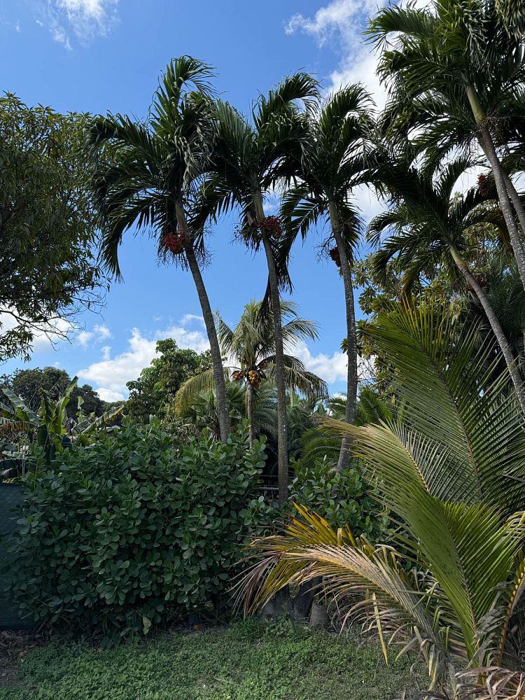 veitchia-merrillii-christmas-palm-adonidia-merrillii