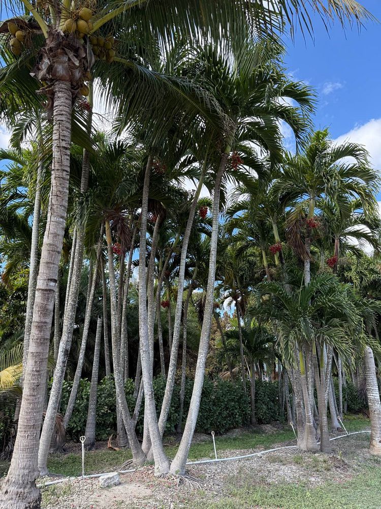 veitchia-merrillii-christmas-palm-adonidia-merrillii
