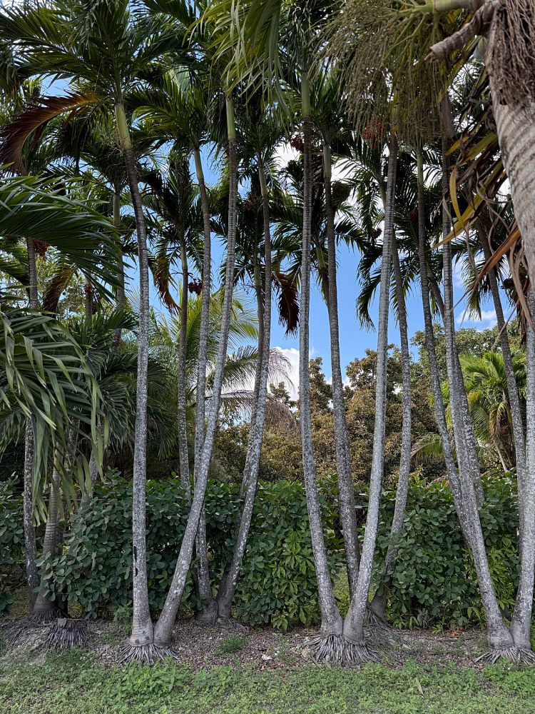 veitchia-merrillii-christmas-palm-adonidia-merrillii