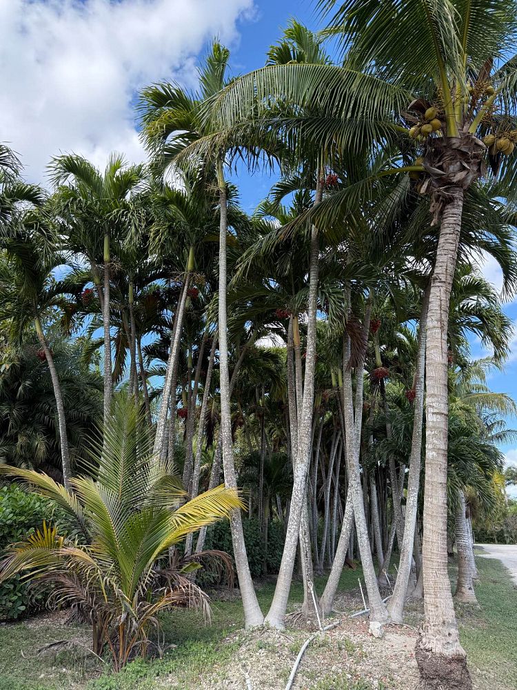 veitchia-merrillii-christmas-palm-adonidia-merrillii