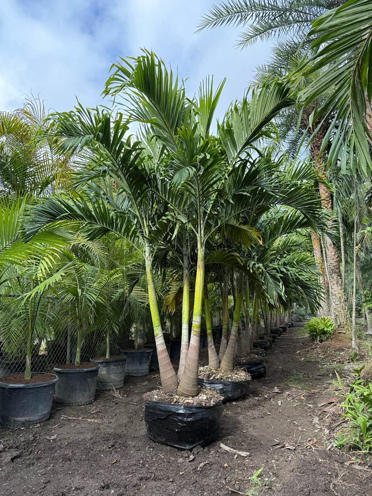veitchia-merrillii-christmas-palm-adonidia-merrillii
