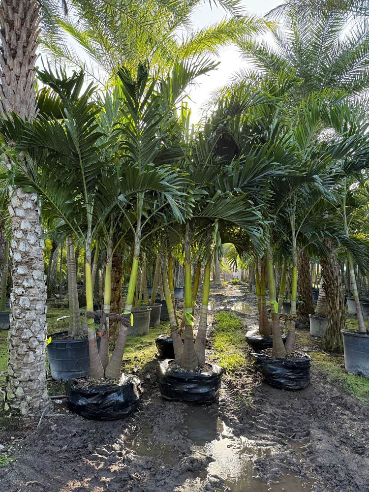 veitchia-merrillii-christmas-palm-adonidia-merrillii