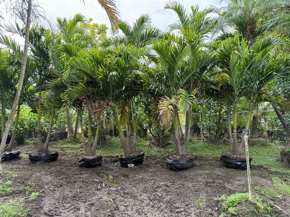 veitchia-merrillii-christmas-palm-adonidia-merrillii