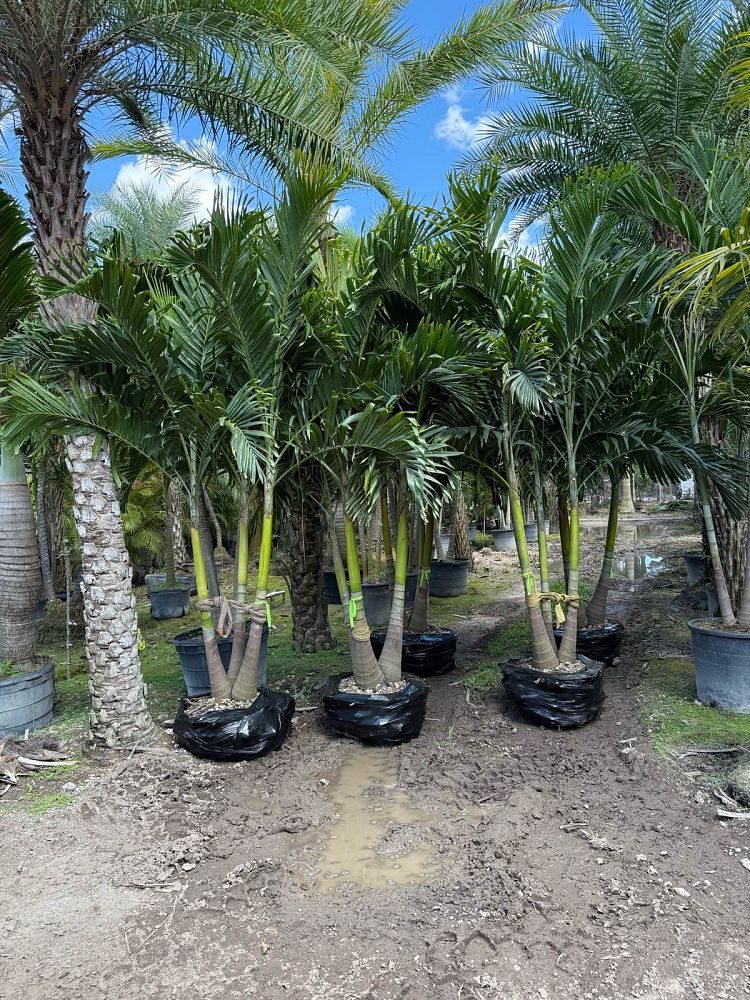 veitchia-merrillii-christmas-palm-adonidia-merrillii