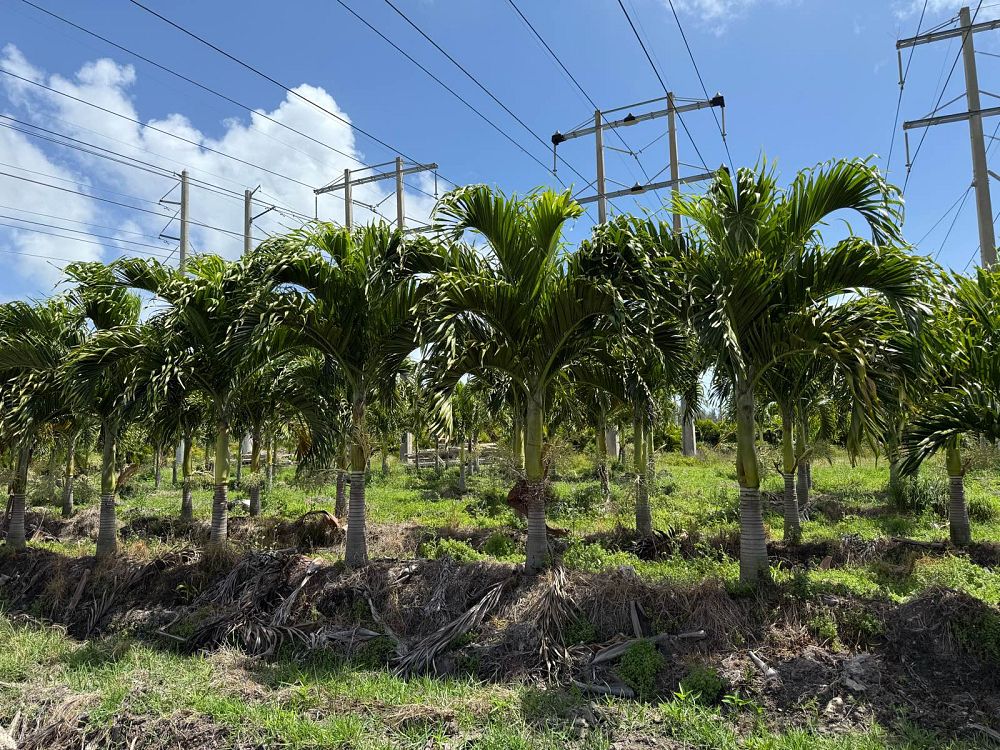 veitchia-merrillii-christmas-palm-adonidia-merrillii