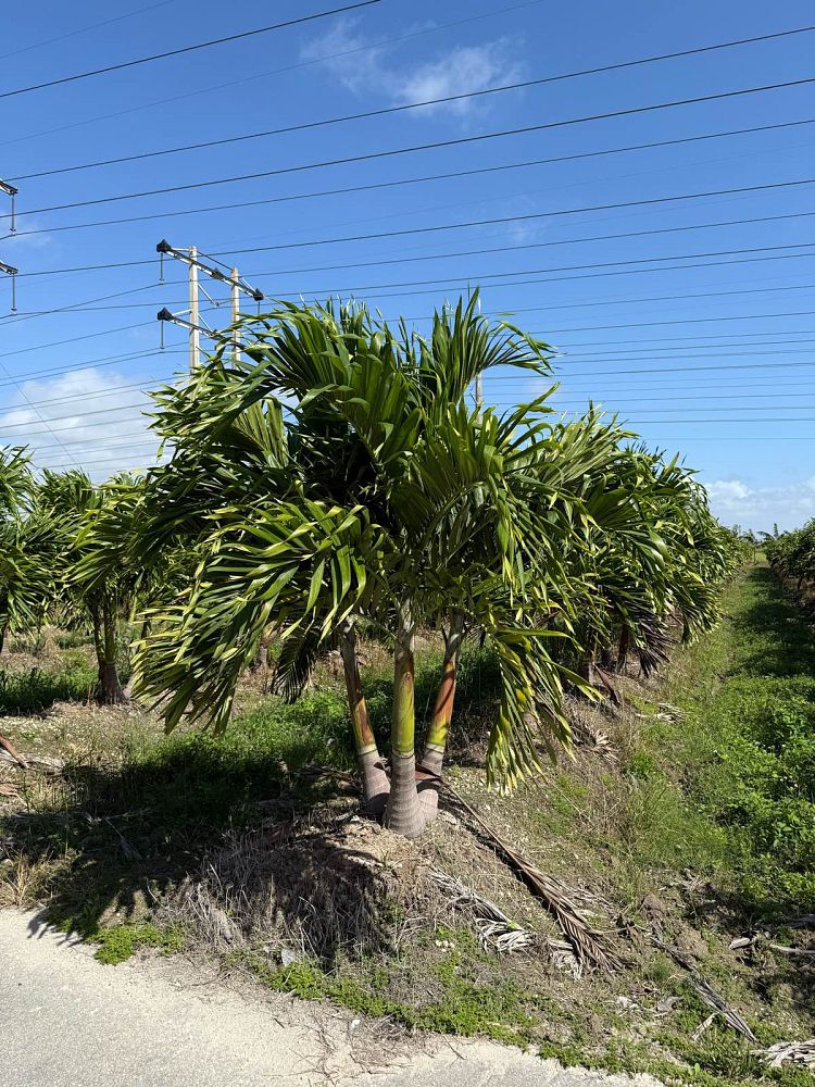 veitchia-merrillii-christmas-palm-adonidia-merrillii