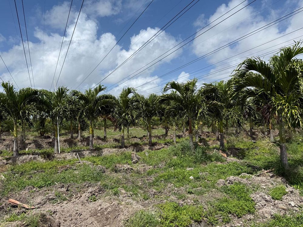 veitchia-merrillii-christmas-palm-adonidia-merrillii