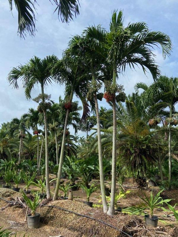 veitchia-merrillii-christmas-palm-adonidia-merrillii