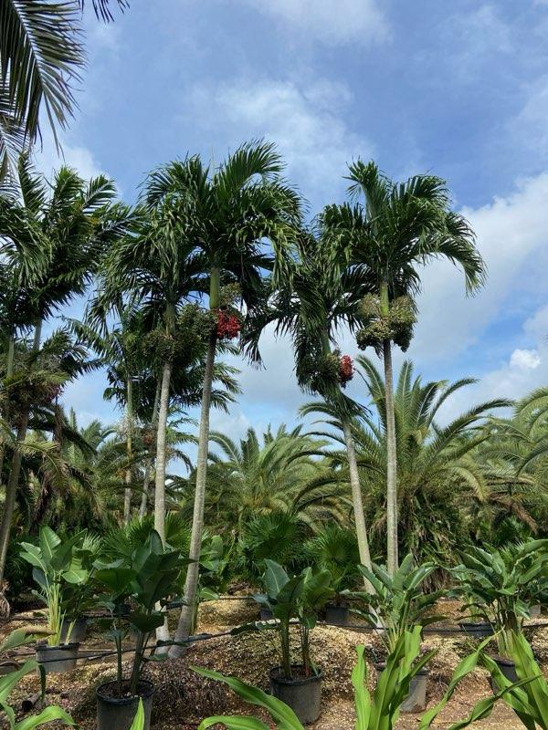 veitchia-merrillii-christmas-palm-adonidia-merrillii