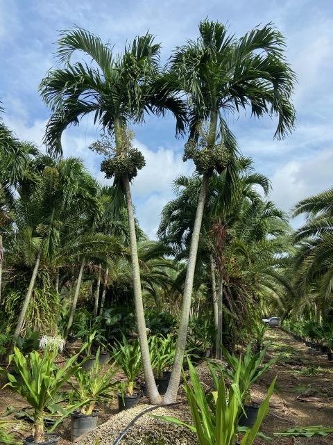 veitchia-merrillii-christmas-palm-adonidia-merrillii