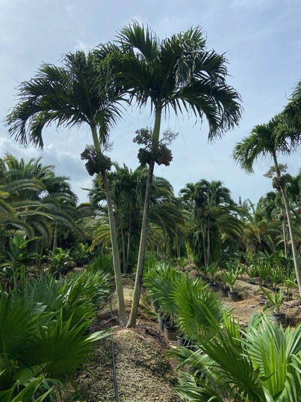 veitchia-merrillii-christmas-palm-adonidia-merrillii
