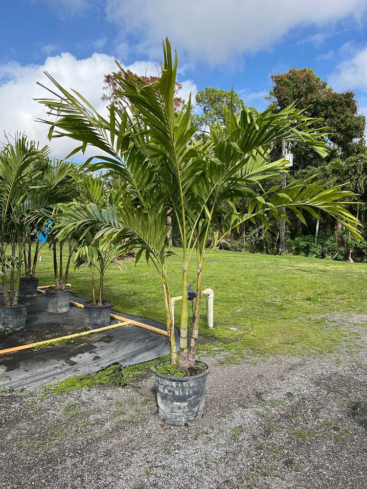 veitchia-merrillii-christmas-palm-adonidia-merrillii