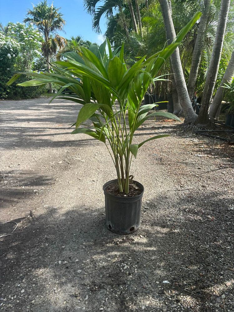 veitchia-merrillii-christmas-palm-adonidia-merrillii