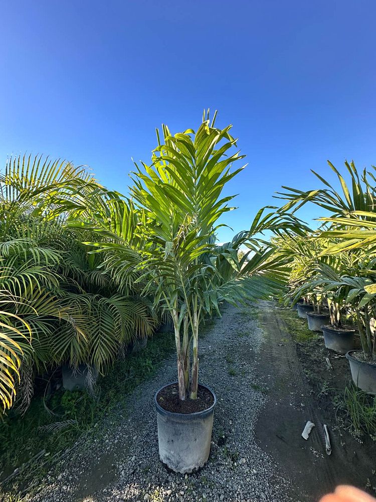 veitchia-merrillii-christmas-palm-adonidia-merrillii