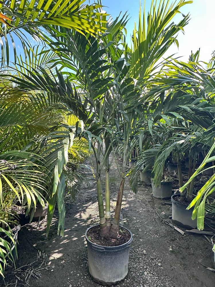 veitchia-merrillii-christmas-palm-adonidia-merrillii