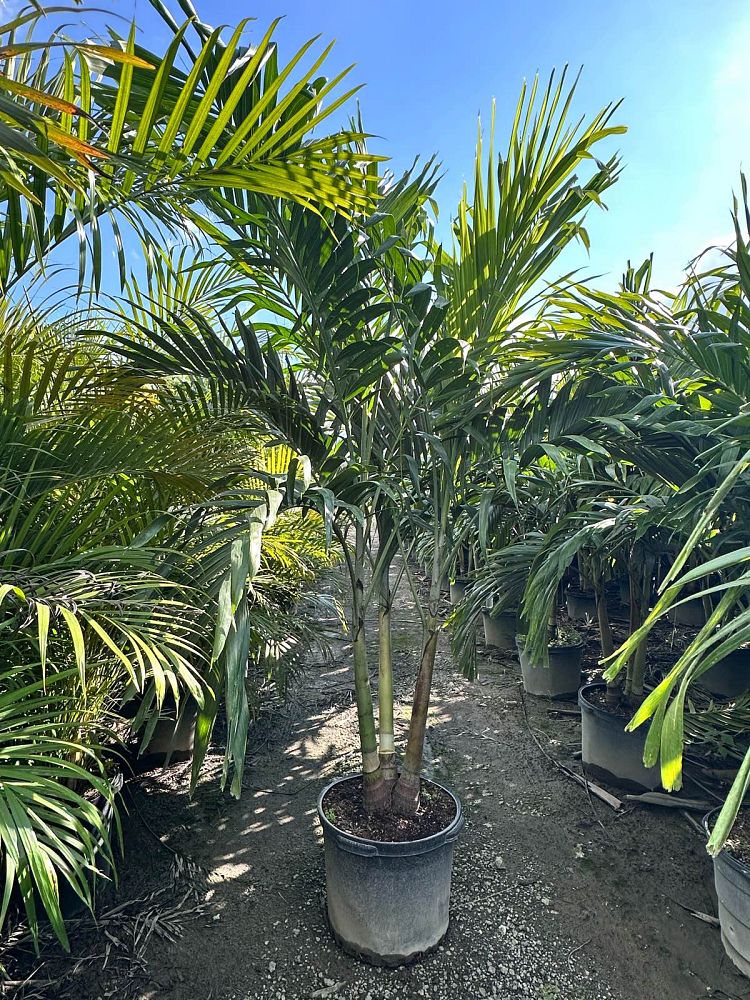 veitchia-merrillii-christmas-palm-adonidia-merrillii