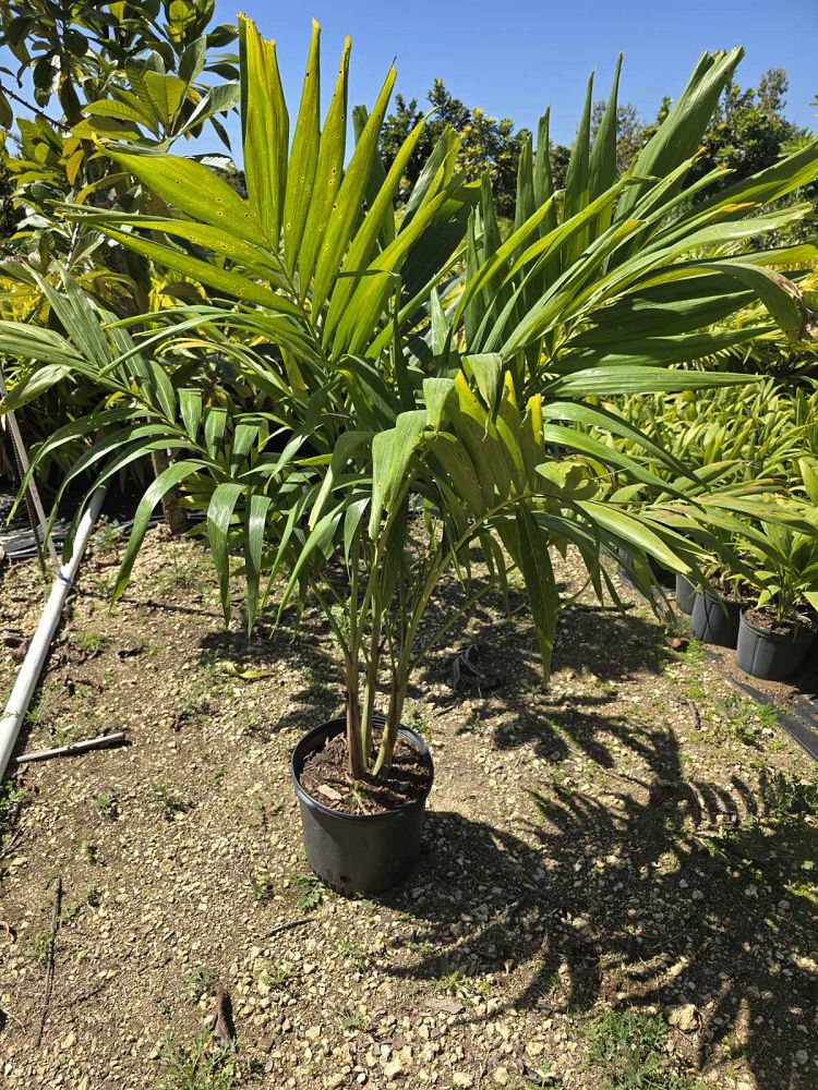 veitchia-merrillii-christmas-palm-adonidia-merrillii