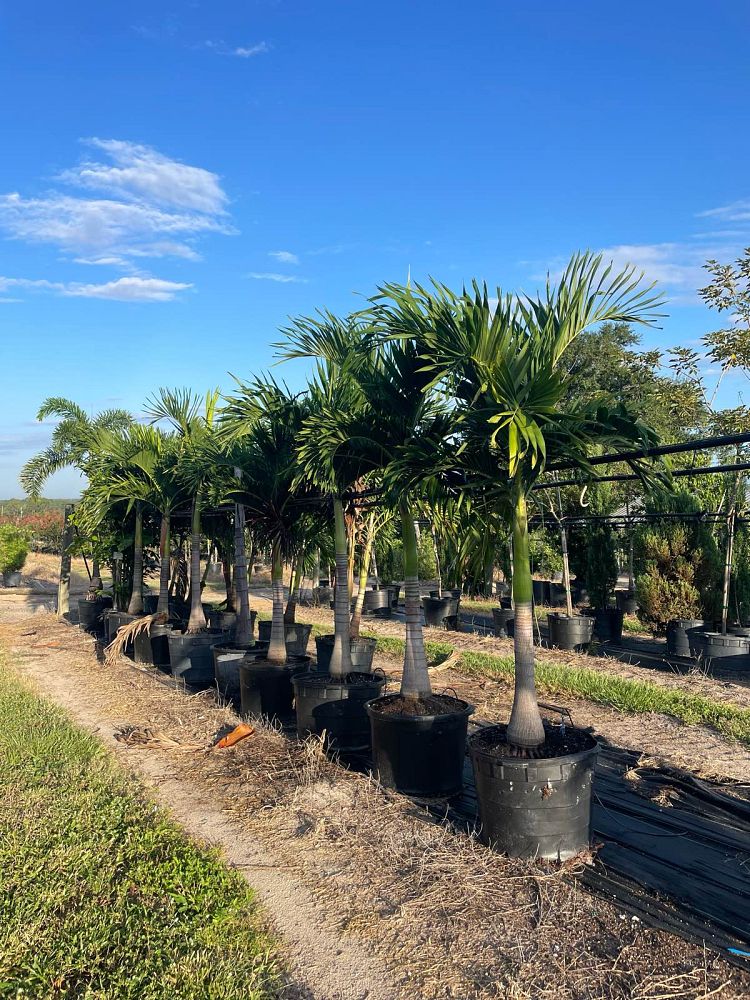 veitchia-merrillii-christmas-palm-adonidia-merrillii