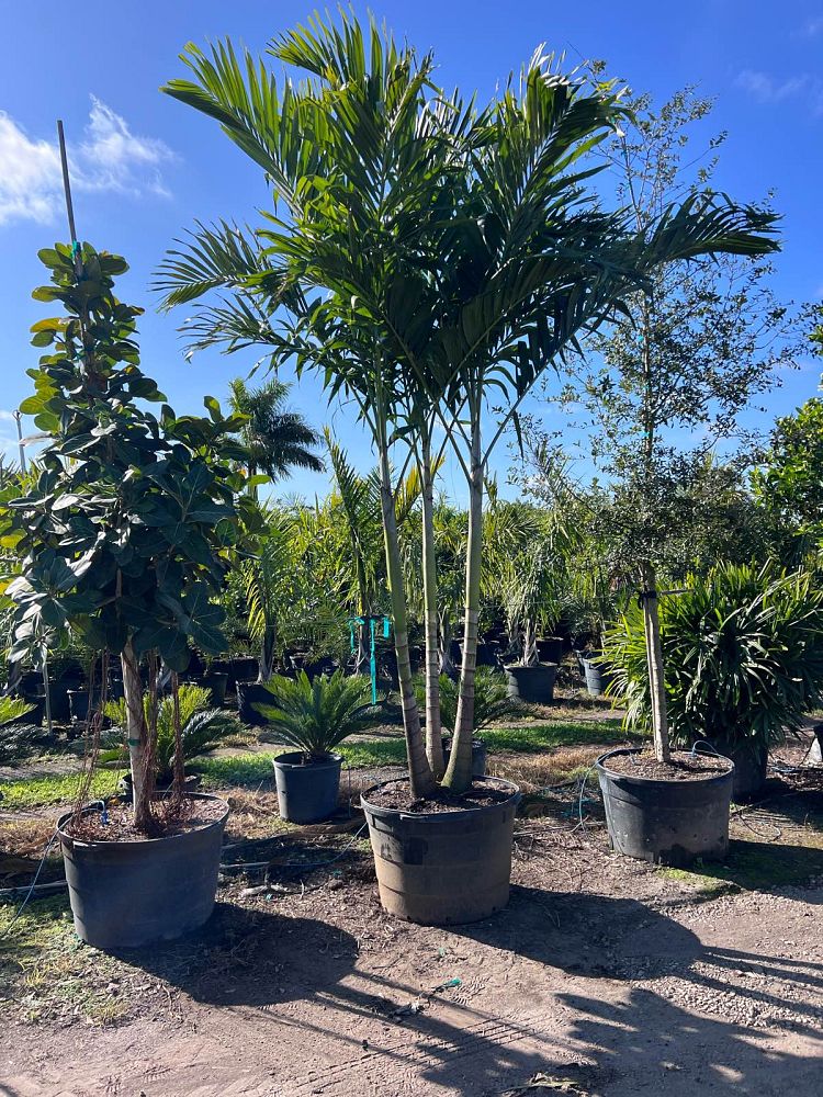 veitchia-merrillii-christmas-palm-adonidia-merrillii