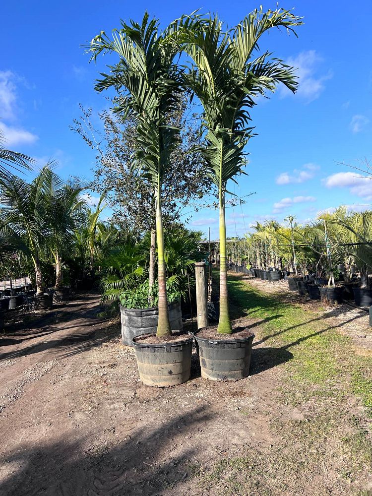 veitchia-merrillii-christmas-palm-adonidia-merrillii