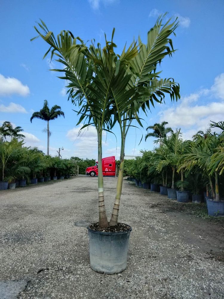 veitchia-merrillii-christmas-palm-adonidia-merrillii