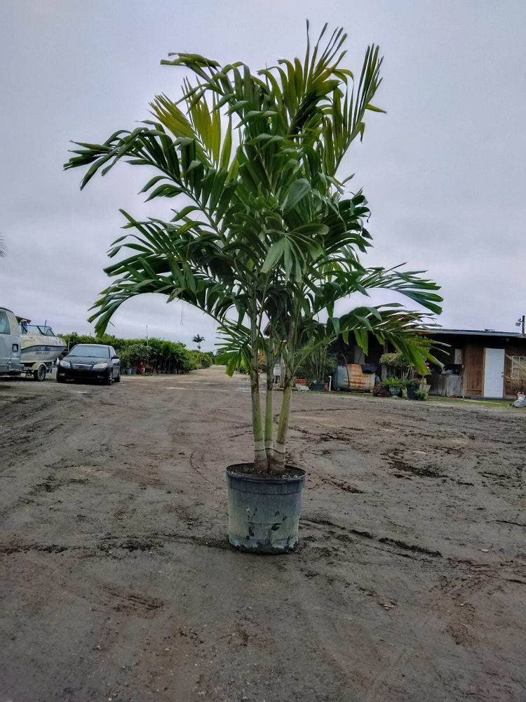 veitchia-merrillii-christmas-palm-adonidia-merrillii