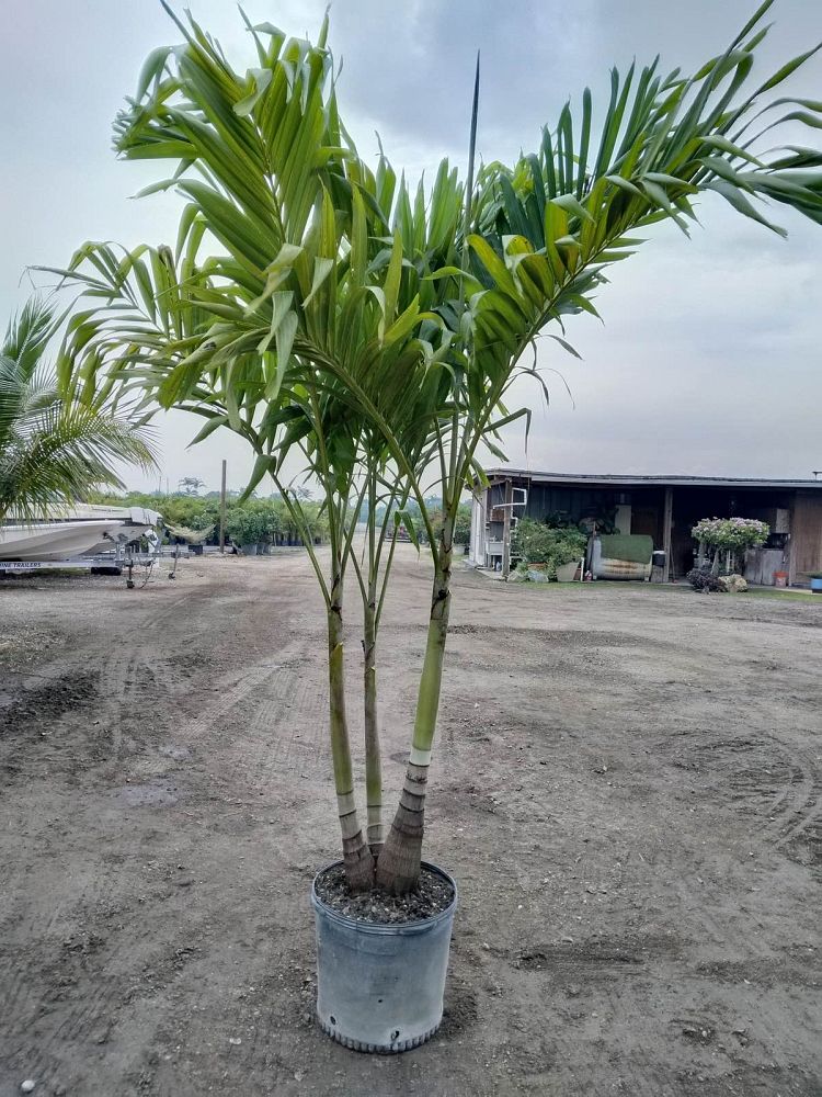 veitchia-merrillii-christmas-palm-adonidia-merrillii