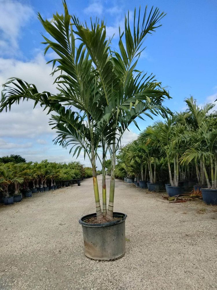 veitchia-merrillii-christmas-palm-adonidia-merrillii