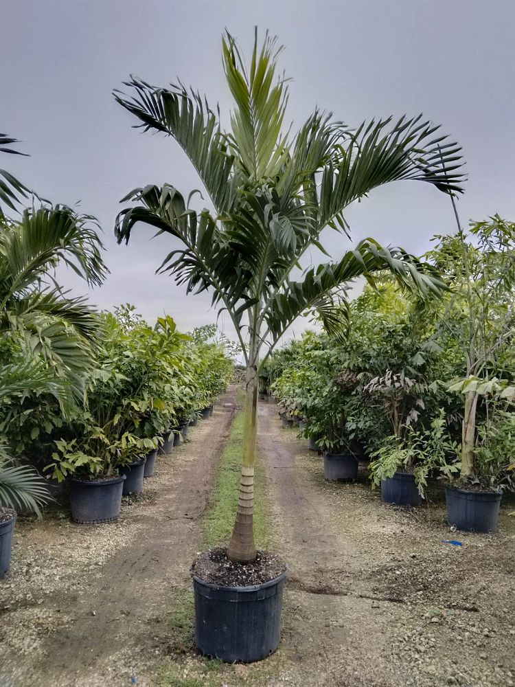 veitchia-merrillii-christmas-palm-adonidia-merrillii