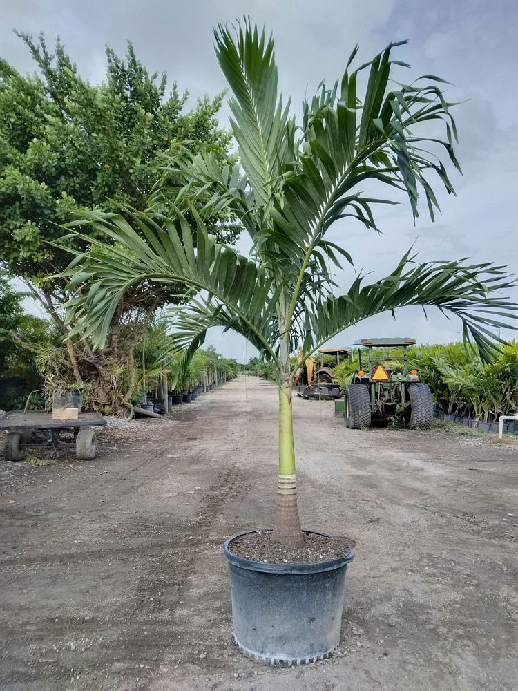 veitchia-merrillii-christmas-palm-adonidia-merrillii