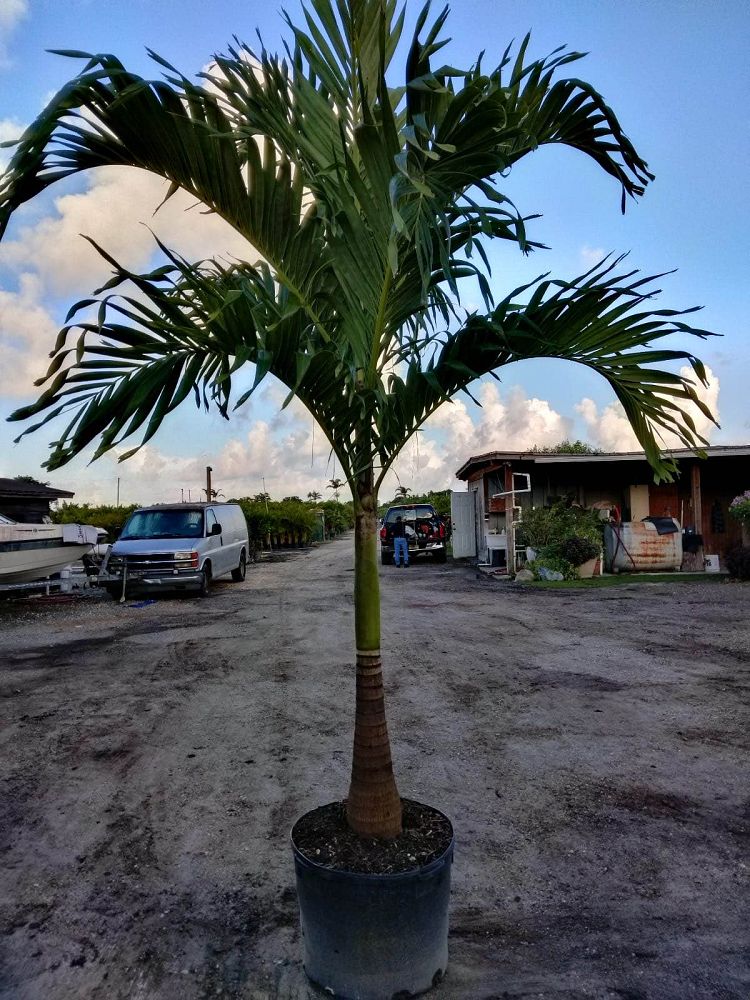 veitchia-merrillii-christmas-palm-adonidia-merrillii