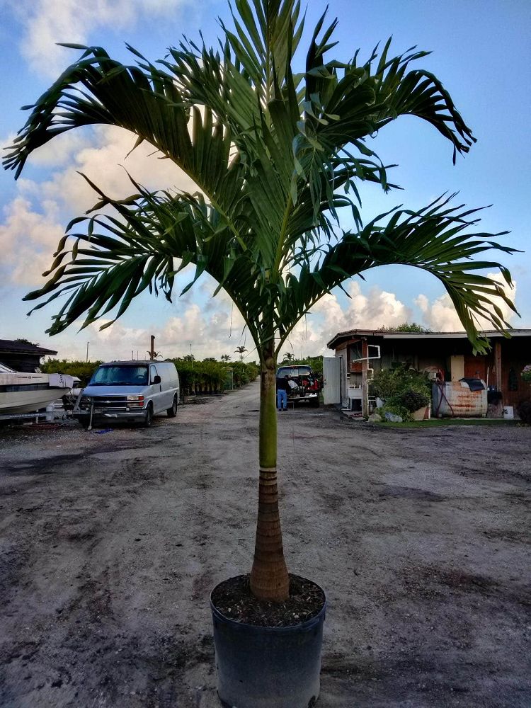 veitchia-merrillii-christmas-palm-adonidia-merrillii