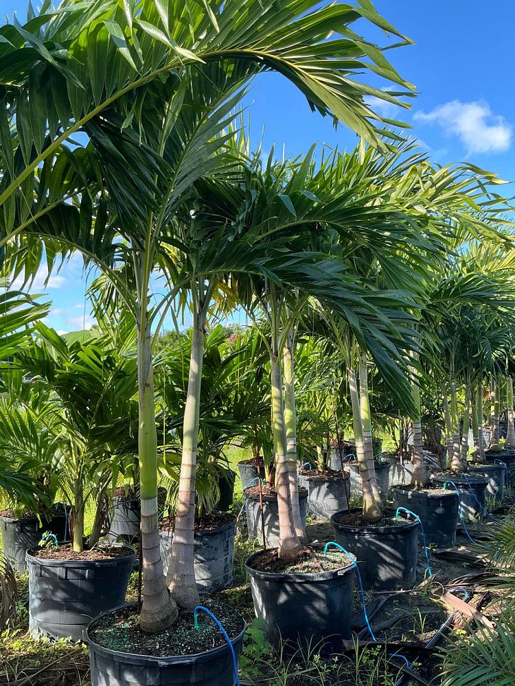 veitchia-merrillii-christmas-palm-adonidia-merrillii