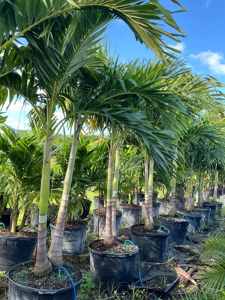 veitchia-merrillii-christmas-palm-adonidia-merrillii