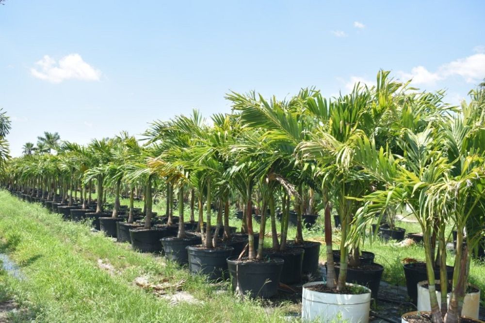 veitchia-merrillii-christmas-palm-adonidia-merrillii