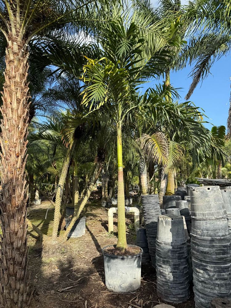 veitchia-merrillii-christmas-palm-adonidia-merrillii