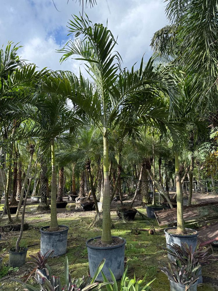 veitchia-merrillii-christmas-palm-adonidia-merrillii