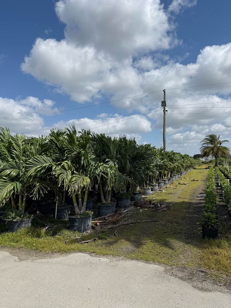 veitchia-merrillii-christmas-palm-adonidia-merrillii