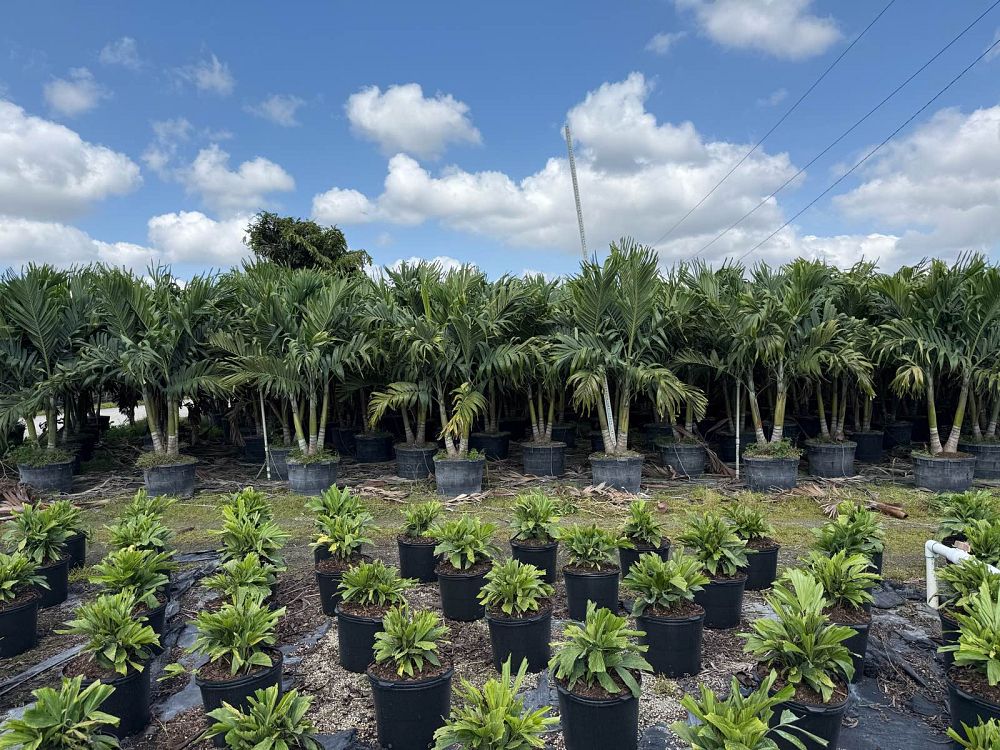 veitchia-merrillii-christmas-palm-adonidia-merrillii