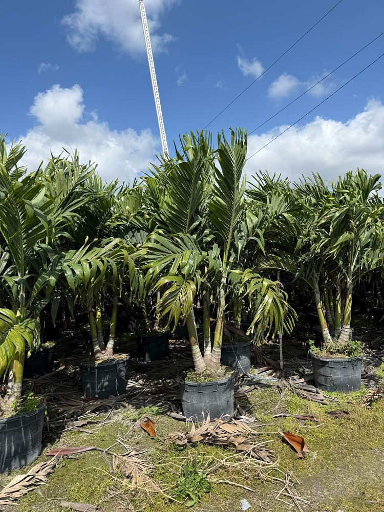 veitchia-merrillii-christmas-palm-adonidia-merrillii