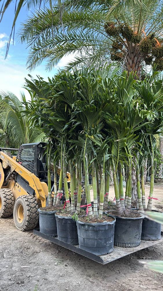 veitchia-merrillii-christmas-palm-adonidia-merrillii