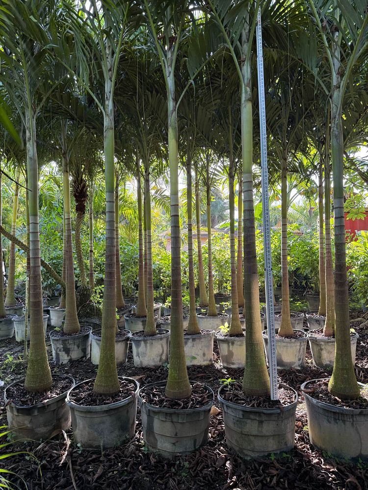 veitchia-merrillii-christmas-palm-adonidia-merrillii