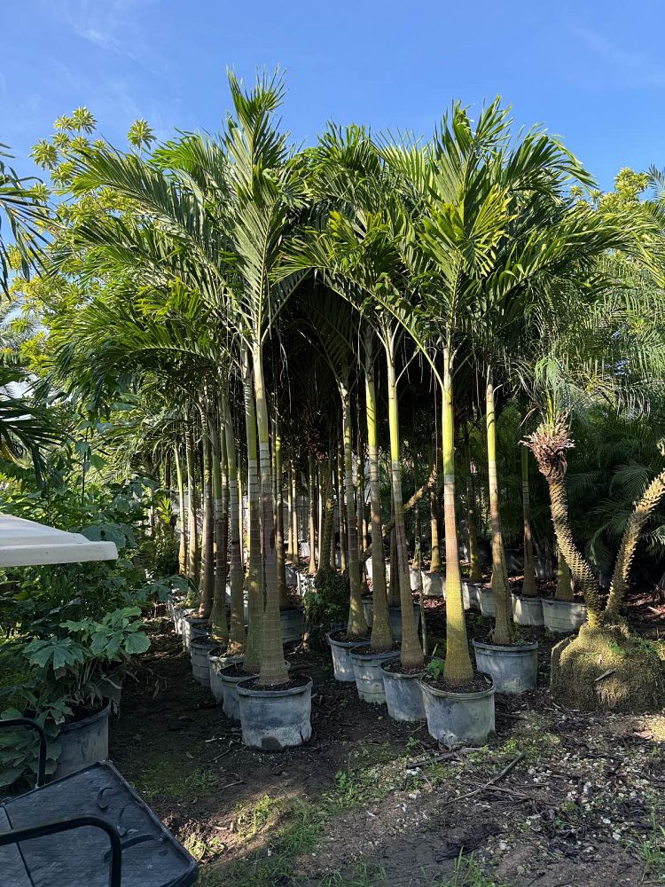 veitchia-merrillii-christmas-palm-adonidia-merrillii